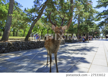 奈良縣的鹿·東大寺 奈良縣的鹿·東大寺 27533812