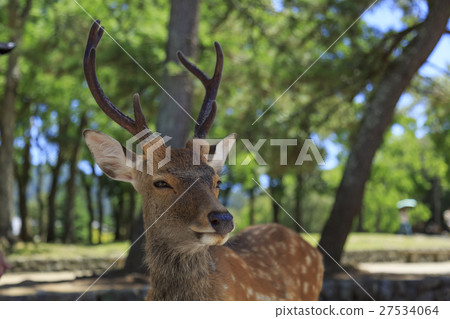Deer in Nara Park Deer in Nara Park 27534064