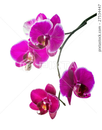 Blooming violet orchid with bandlet is isolated Blooming violet orchid with bandlet is isolated 27534447