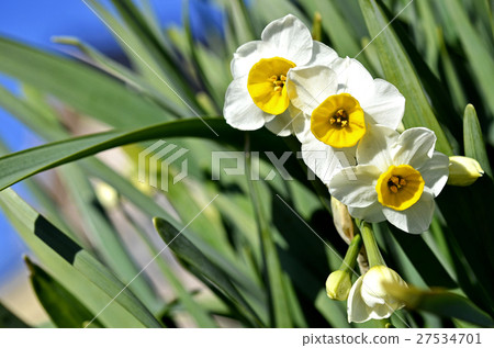 Nihonseizen（日本水仙） 27534701