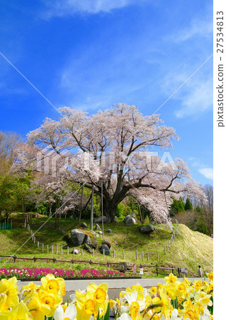 Sakura of Yoshihiro (Furusato) Sakura of Yoshihiro (Furusato) 27534813