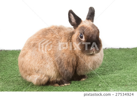 brown ND rabbit on green grass 27534924