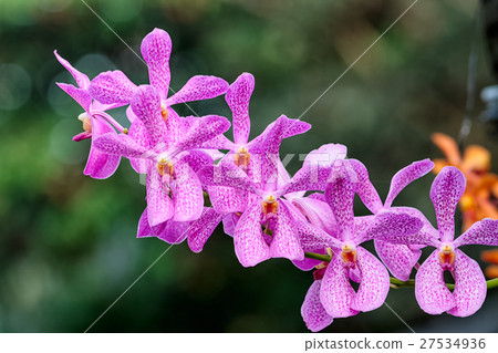 Closeup Aranda orchid flower,hybrid orchid flower  27534936