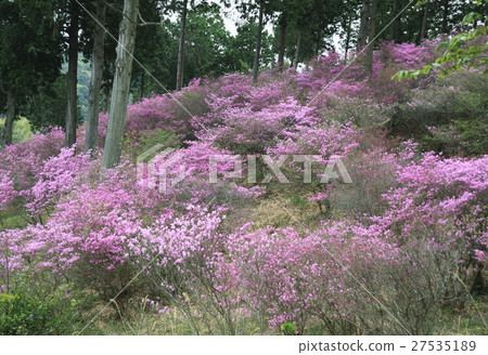 Kobanomitsu azalea 27535189