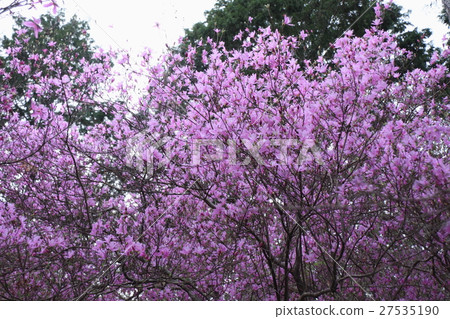 Kobanomitsu杜鵑花 Kobanomitsu杜鵑花 27535190