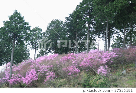 Kobanomitsu azalea 27535191