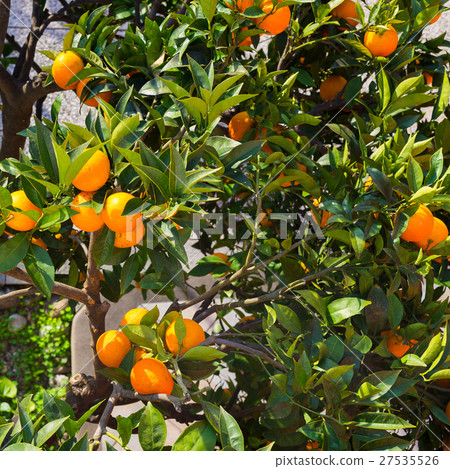 Orange tree Orange tree 27535526