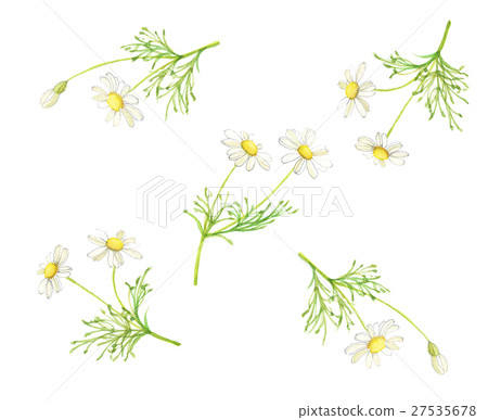 洋甘菊洋甘菊 洋甘菊洋甘菊 27535678