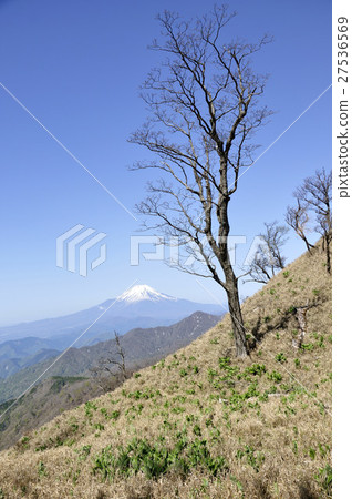 富士山和楊琵琶幼葉 27536569