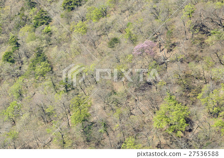 新鮮的綠色山土坎 新鮮的綠色山土坎 27536588