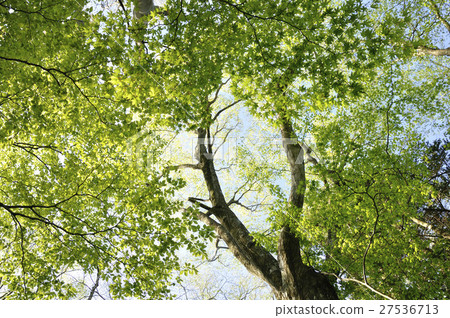 Fresh green of beech and maple Fresh green of beech and maple 27536713