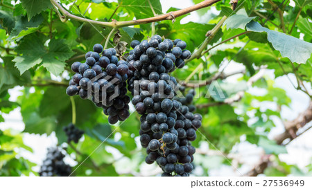 Bunches of ripe grapes in a vineyard. Bunches of ripe grapes in a vineyard. 27536949