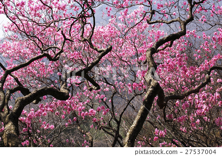 Akayashio Akaiyasio杜鵑花杜鵑花杜鵑花杜鵑花樹木植物春天栃木日光中島神社 照片素材 圖片 圖庫