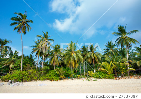 Tropical beach and coconut palms in Koh Samui 27537387