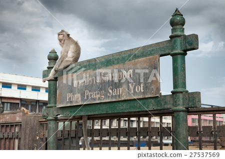 monkey monkey 27537569