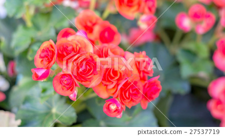 beautiful red begonias in the garden. beautiful red begonias in the garden. 27537719