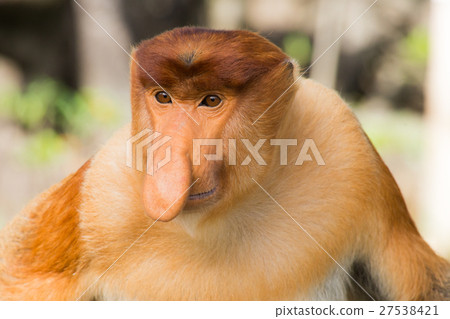 蒙扎猴 蒙扎猴 27538421