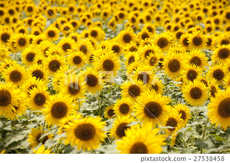 Kanagawa prefecture Zama City Sunflower 27538458