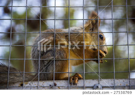 red squirell 27538769