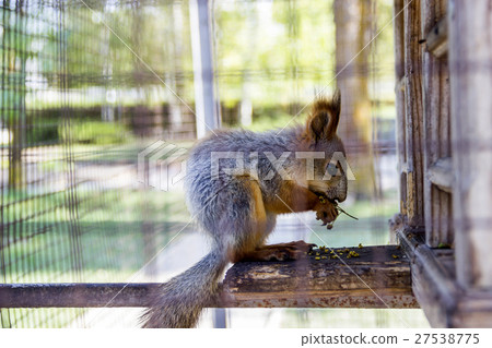 red squirell red squirell 27538775