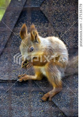 red squirell 27538779