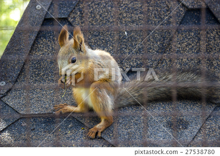 red squirell 27538780