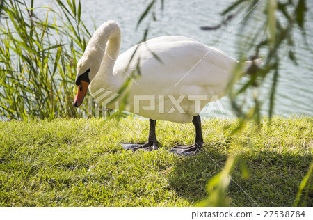 white swan 27538784