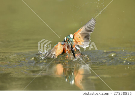 Kingfisher's predation 27538855