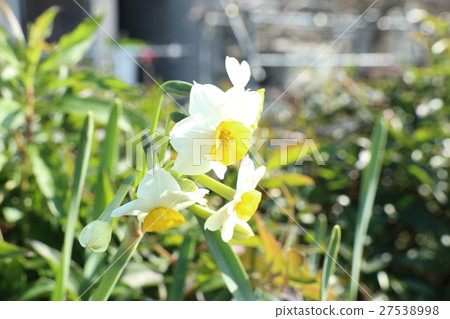 Daffodil flowers: Milky Way River Plant: Hirakata, Osaka Daffodil flowers: Milky Way River Plant: Hirakata, Osaka 27538998