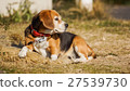  Beagle 27539730