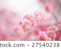 帶紅色的梅花 27540238
