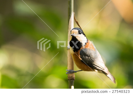 明治神宮山形的野鳥 27540323