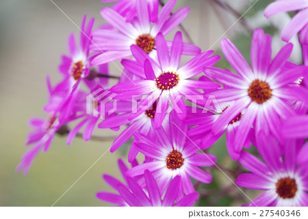 senetti, Bleu, blue 27540346