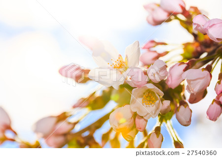 櫻花 櫻花 27540360