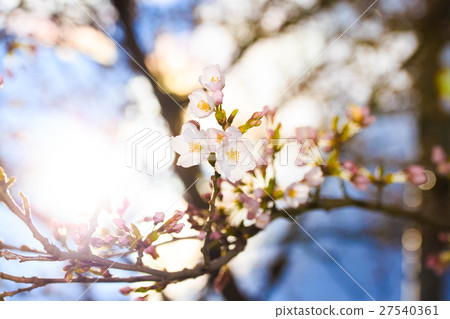 櫻花 櫻花 27540361