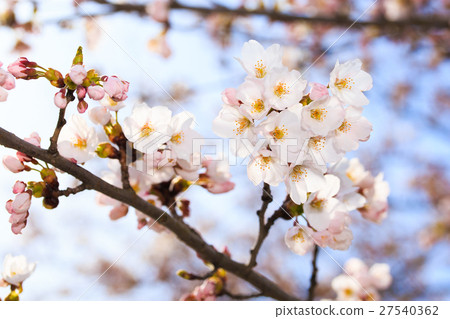 櫻花 櫻花 27540362