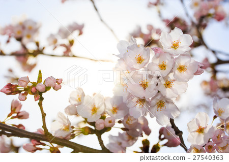 櫻花 櫻花 27540363