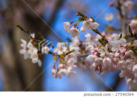 櫻花 27540364