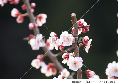 李子 李子 27540365