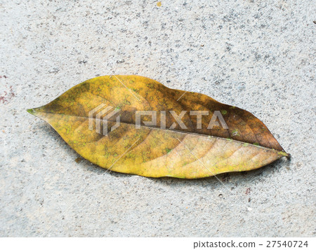 Dry ylangylang leaf on cement floor Dry ylangylang leaf on cement floor 27540724