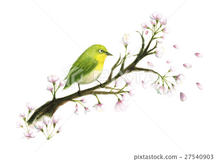 White-eye and cherry 27540903