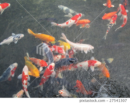 A group of Nishikigoi 27541307