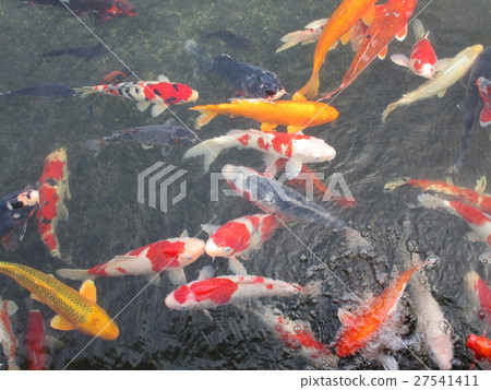 A group of Nishikigoi A group of Nishikigoi 27541411