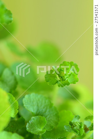 Chrysosplenium 27541571