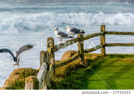 Seagull at USA Pacific coast 27542835