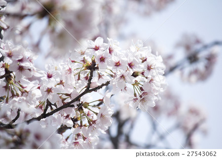 Cherry Blossoms   27543062