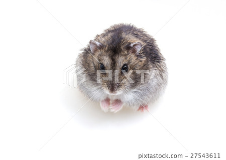 Normal Color of Winter White Hamster Normal Color of Winter White Hamster 27543611