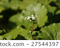 Flower wasabi 27544397