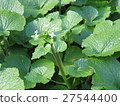 Wasabi flowers and leaves 27544400