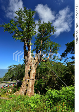 紅檜巨木 27544418